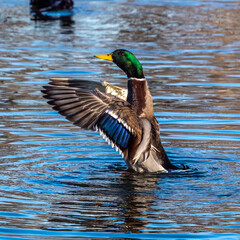 Fototapeta premium Wild duck or mallard, Anas platyrhynchos swimming in a lake