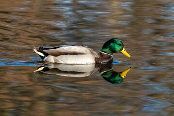 Wild duck or mallard, Anas platyrhynchos swimming in a lake