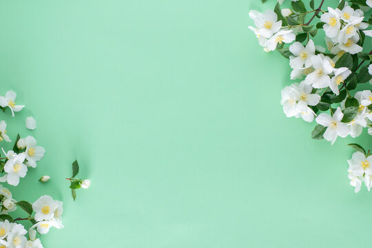 Spring floral arrangement of jasmine flowers on a green background with copy space.