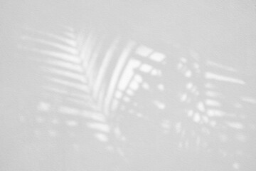 Palm Leaves Shadow on Wall Texture Background.