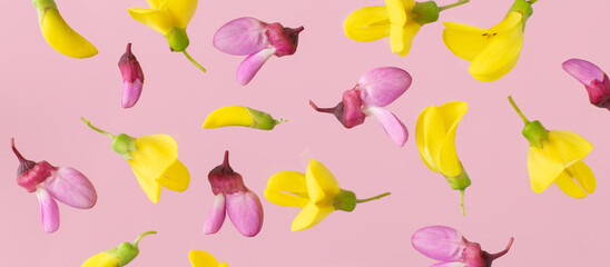 Multicolored spring flowers on a pink background, banner.