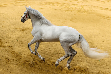 Pure bred Spanish stallion in full gallop.