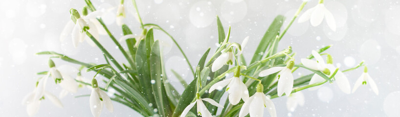Snowdrops on a white background. Banner