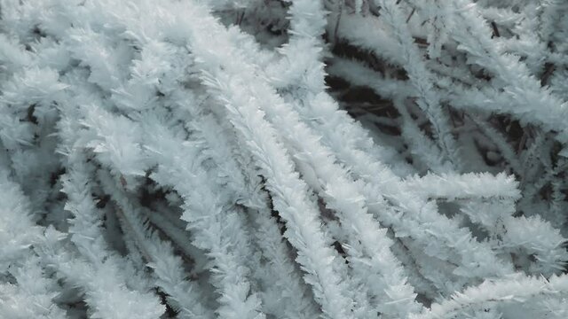 Close-up view of dry grass in severe frost covered with ice crystals that look like snowflakes. Beautiful nature background. Winter weather forecast theme.