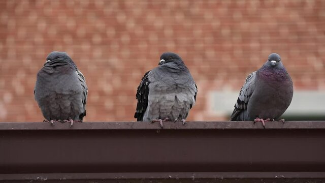 A close up shot of three pigeons sitting on a building, with one flying off.