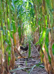 fertile corn plants d Indonesia