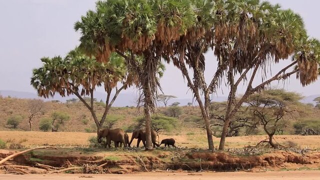Wide view of elephant family walking in the shades and underneath umbrella trees from right to left in the drylands of Kenya, Africa.