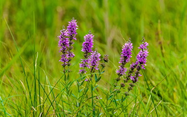Pink Flowers of Loosestrife promovideo closeup on a background of green leaves in the summer
