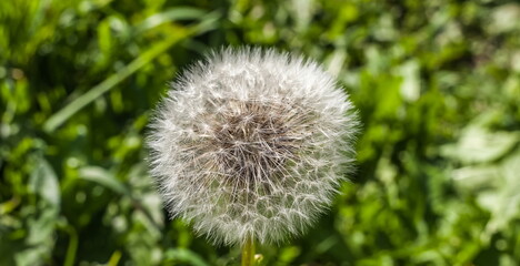Dandelion flowers closeup on green background