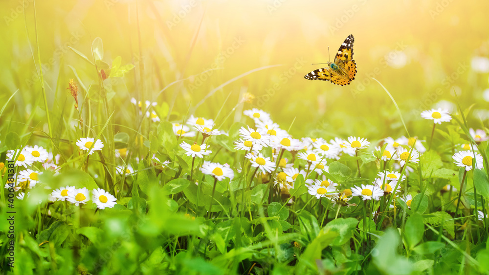 Wall mural butterfly flies over flowers in a meadow in the sun rays