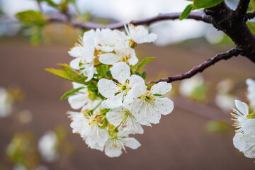 Fototapeta premium White cherry flowers with dew drops in the garden