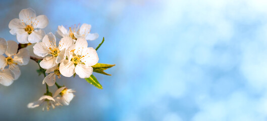 Fototapeta na wymiar Spring banner with cherry blossoms on soft light blue background, copy space, panorama