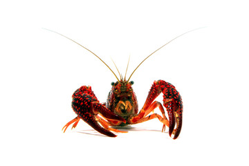 ザリガニ　白バック