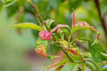 Peach leaves are affected by the fungus gallic aphid