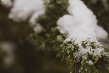 Tannengrün im Schnee