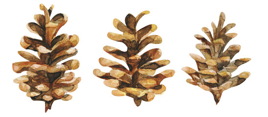 Set of brown pine cones on white background. Hand drawn watercolor illustration.botanical illustration, vintage drawing