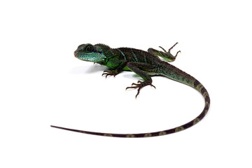 インドシナウォータードラゴン　白バック