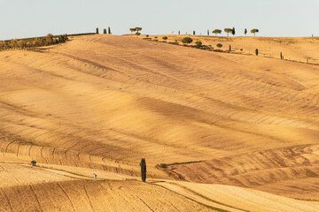 Obraz premium field of wheat in Tuscany, Italy