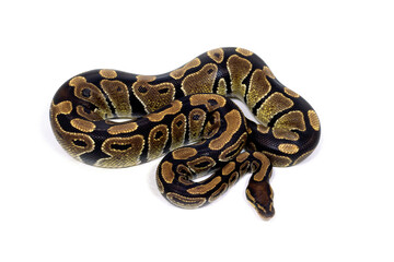 ヘビ　ボールパイソン　白バック