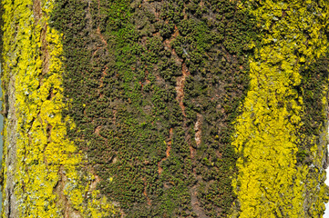 two-coloured moss (green and yellow) on a cherry tree