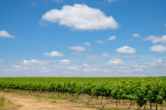 Viñedos, Comarca Del Somontano De Barbastro, Huesca, Aragón, Spain