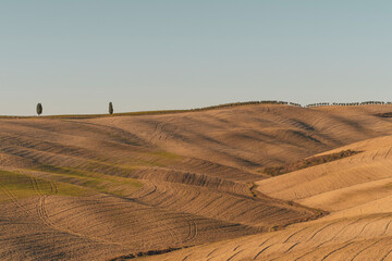 Fototapeta na wymiar field of wheat in Tuscany, Italy