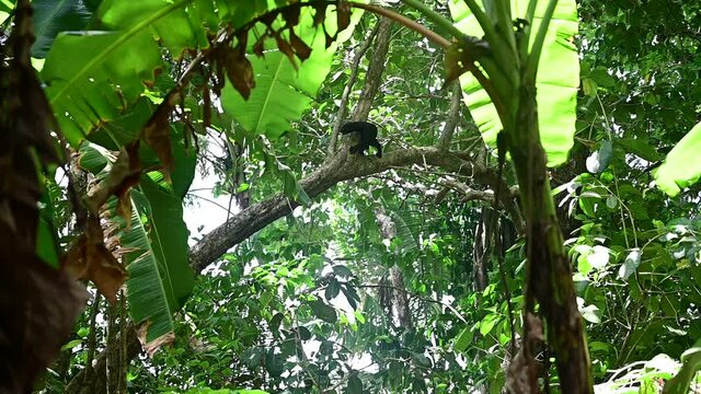 Nationalpark Corcovado, Tayra