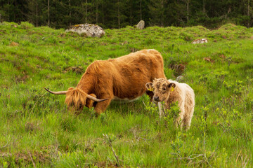 scottish highland cow