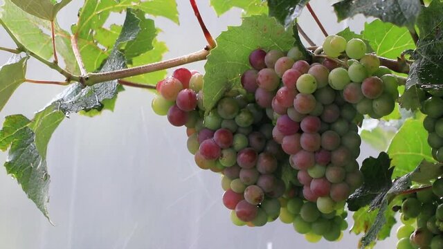Parreiral com cachos de uvas vermelhas na chuva