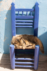 cat on a chair in Essaouira, Morocco