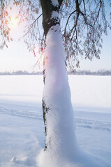 Samotne drzewo w prześlicznym, zimowym świetle. © Magorzata