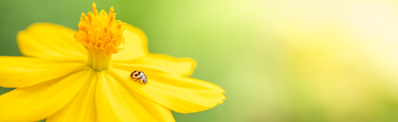 Nature view of little ladybug on yellow flower with green nature blurred background in garden with copy space using as background insect, natural landscape, ecology, fresh cover page concept.