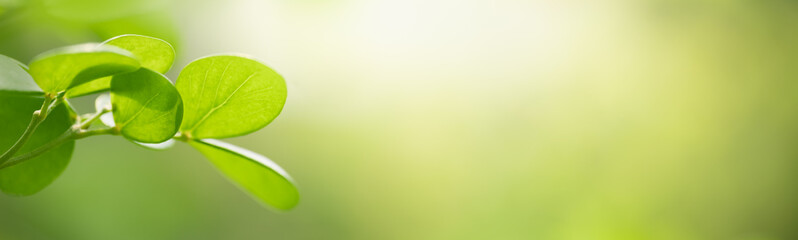 Closeup of green nature leaf on blurred greenery background in garden with bokeh and copy space using as background cover page concept.