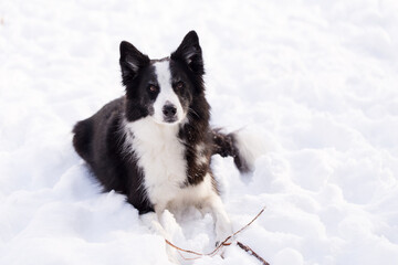 High angle view of handsome border collie lying down unleashed in snowy garden during a winter afternoon, Levis, Quebec, Canada