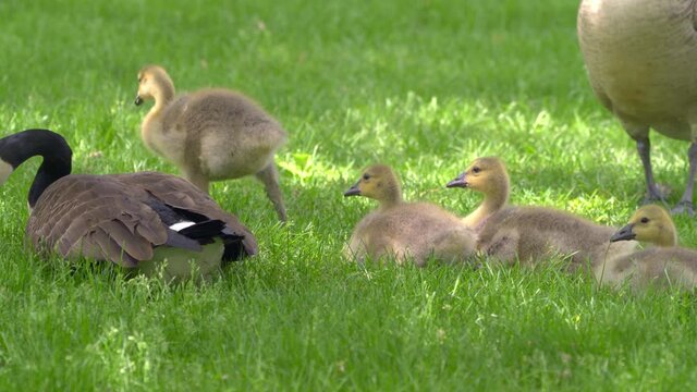 Baby geese show off their small wings while their parents watch - shade park day