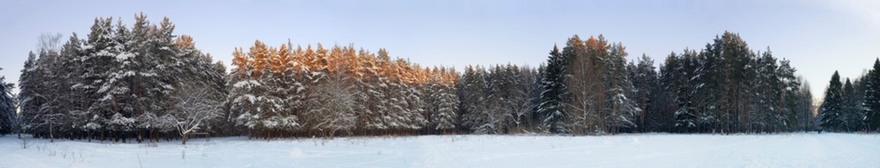 Winter forest wide panorama landscape. Snowy pine forest in cold winter season.