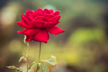 Fototapeta premium rose flower in autumn garden. Soft focus.