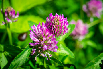 Dark pink flower. Red clover or Trifolium pratense inflorescence, close up. Purple meadow trefoil blossom with alternate, three leaflet leaves. Wild clover, flowering plant in the bean family Fabaceae