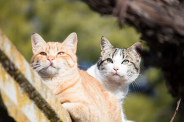 Dos gatos mirando a lo lejos muy atentos.
