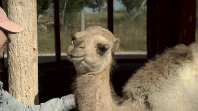 A young woman stroking a camel. One-humped camel in an African zoo in the open air. Animals Out of Will.
