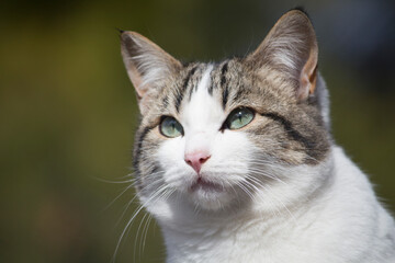 Naklejka na ściany i meble Primer plano de un gato con ojos azules verdosos.