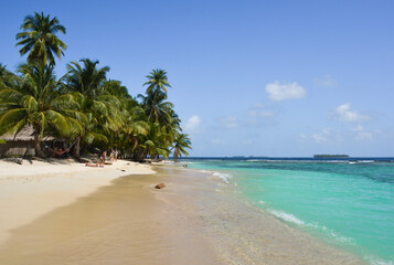 beach with palm trees