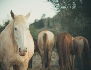 white horse portrait, three horses in the background