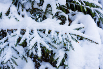 Snowy fir branches in the forest