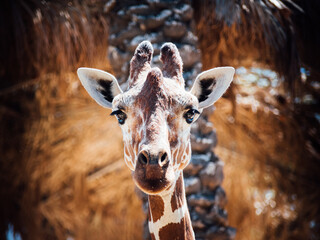 close portrait of giraffe