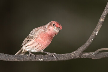 House Finch Perched Delicately on a Slender Branch