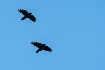 Two Common Ravens Flying in a Blue Sky