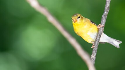 American Goldfinch Perched on a Slender Tree Branch