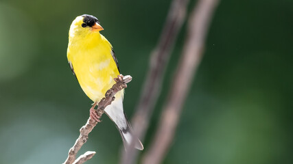 American Goldfinch Perched on a Slender Tree Branch