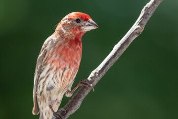 House Finch Perched on a Slender Tree Branch